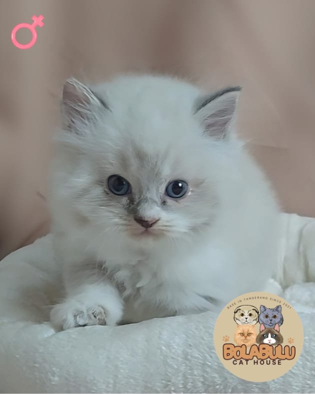 Aurì kucing ras lucu Bola Bulu Cat House