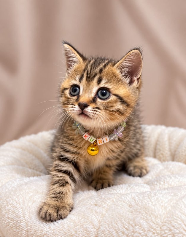 Kuri kucing ras lucu Bola Bulu Cat House