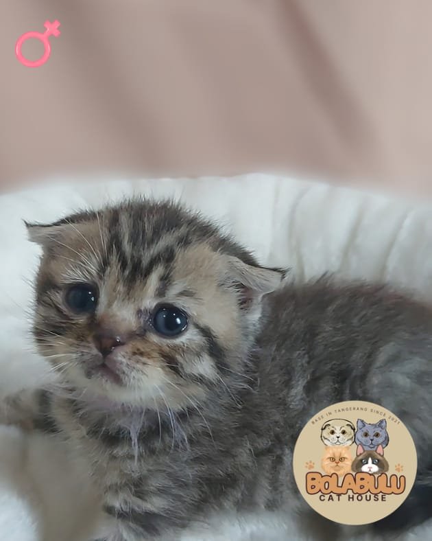 Suny kucing ras lucu Bola Bulu Cat House