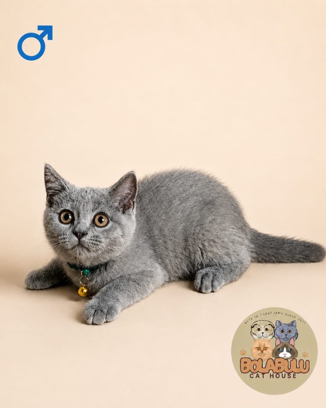 Zippy kucing ras lucu Bola Bulu Cat House