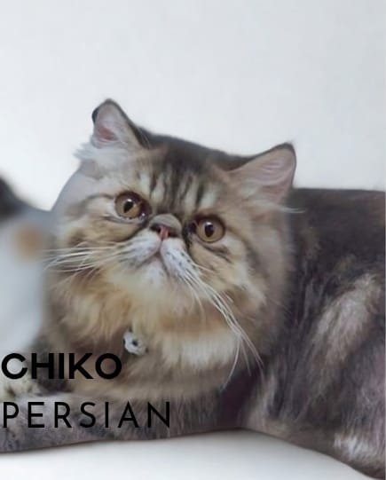 Millo British Shorthair (BSH) Tangerang