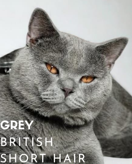 Blu British Shorthair (BSH) Tangerang