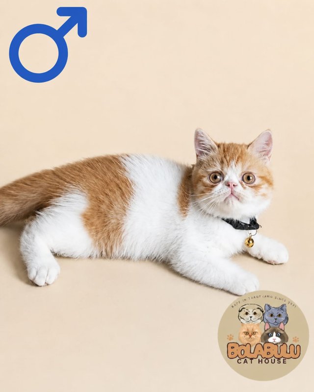 Atlas kucing ras lucu Bola Bulu Cat House
