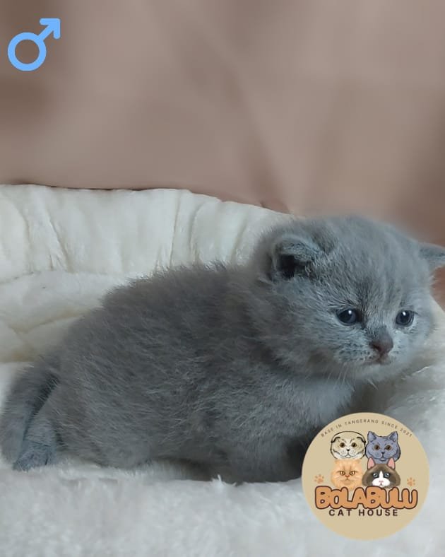 Lùi kucing ras lucu Bola Bulu Cat House