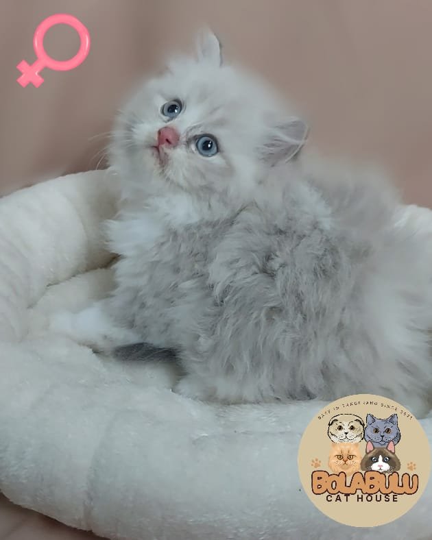 Luna kucing ras lucu Bola Bulu Cat House