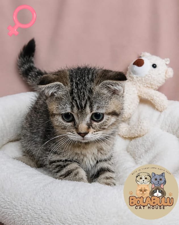 Suny kucing ras lucu Bola Bulu Cat House