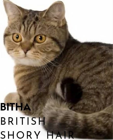 Honey British Shorthair (BSH) Tangerang
