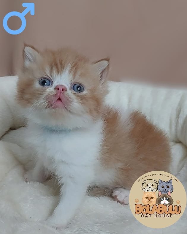 Atlas kucing ras lucu Bola Bulu Cat House