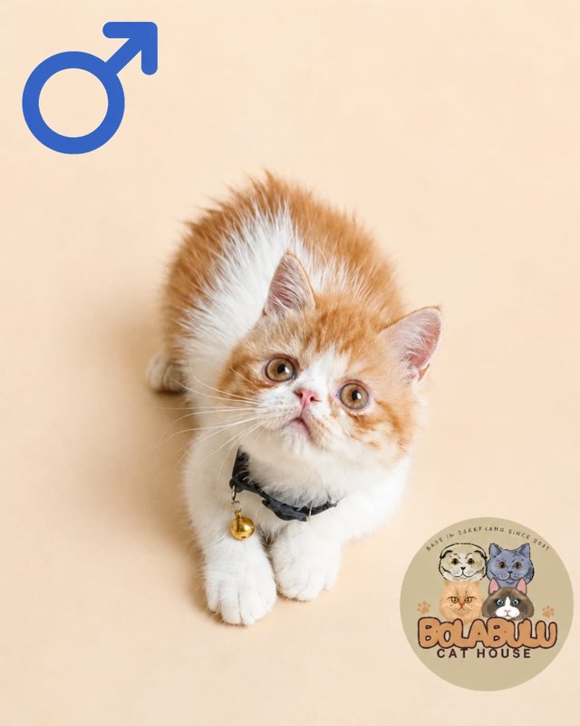 Atlas kucing ras lucu Bola Bulu Cat House