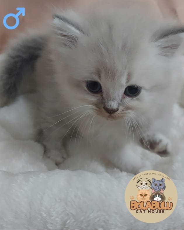 Millo kucing ras lucu Bola Bulu Cat House