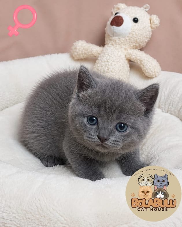 Chanelle kucing ras lucu Bola Bulu Cat House