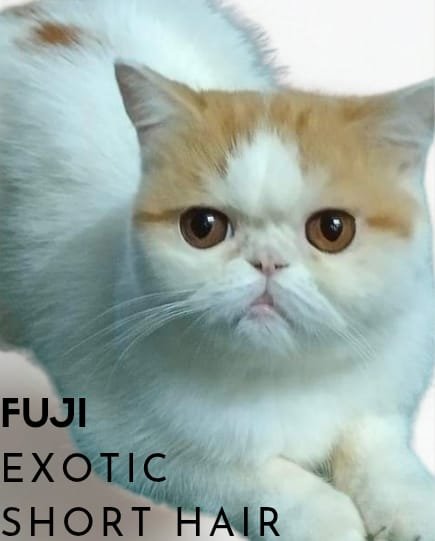 Lyra British Shorthair (BSH) Tangerang