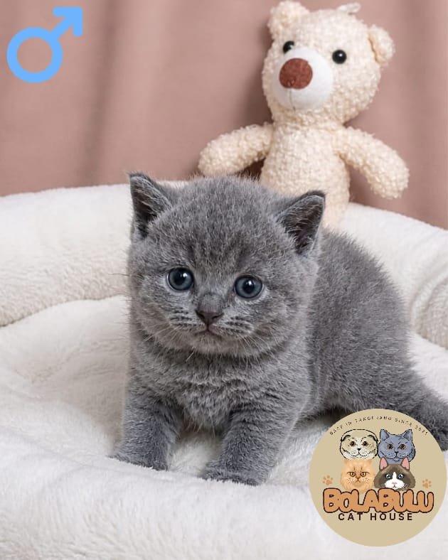 Greyson kucing ras lucu Bola Bulu Cat House