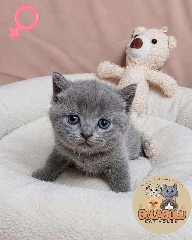Gracie kucing ras lucu Bola Bulu Cat House