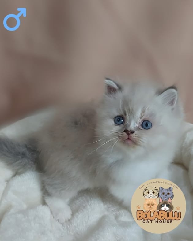 Elìo kucing ras lucu Bola Bulu Cat House