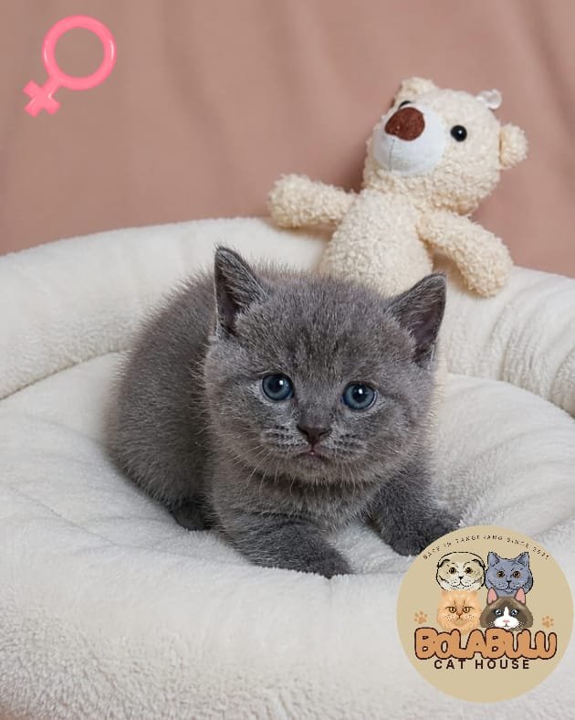 Chanelle kucing ras lucu Bola Bulu Cat House