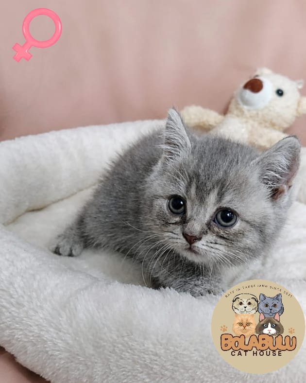 Aurora kucing ras lucu Bola Bulu Cat House