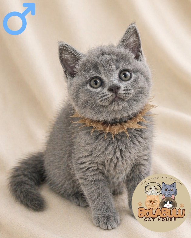 Zippy kucing ras lucu Bola Bulu Cat House