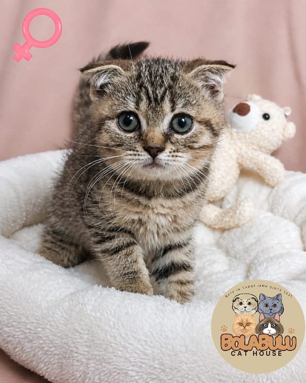 Suny kucing ras lucu Bola Bulu Cat House