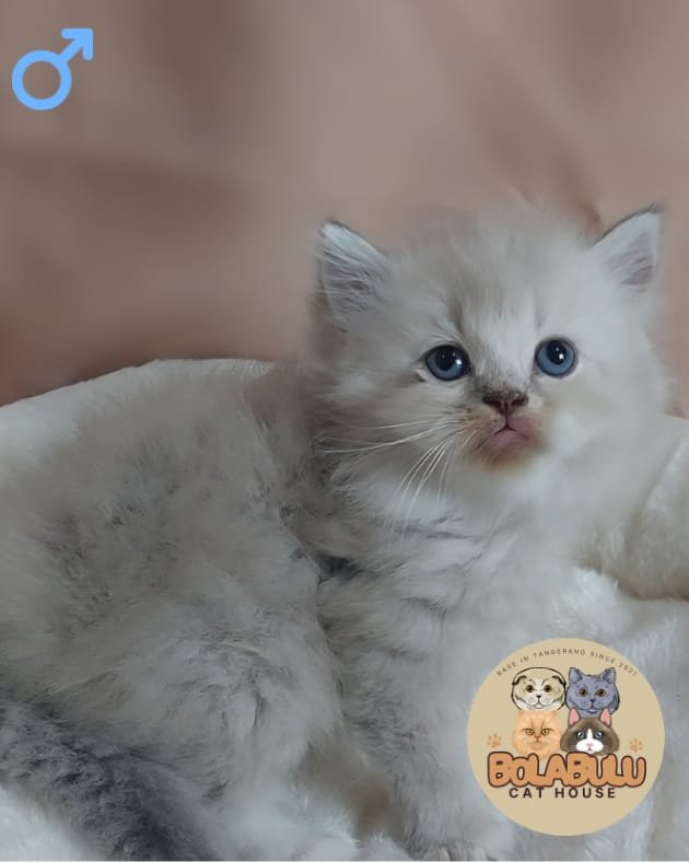 Millo kucing ras lucu Bola Bulu Cat House