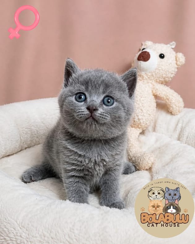 Elle kucing ras lucu Bola Bulu Cat House
