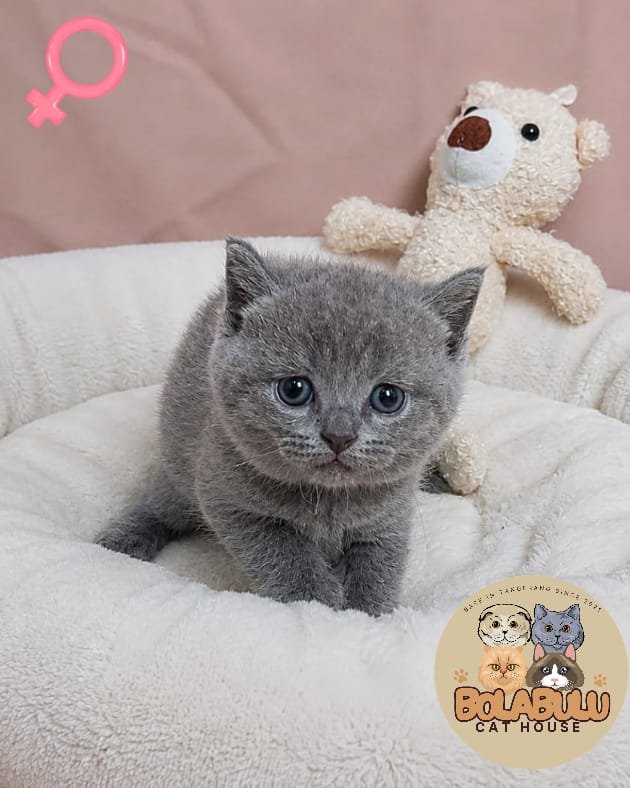 Gracie kucing ras lucu Bola Bulu Cat House