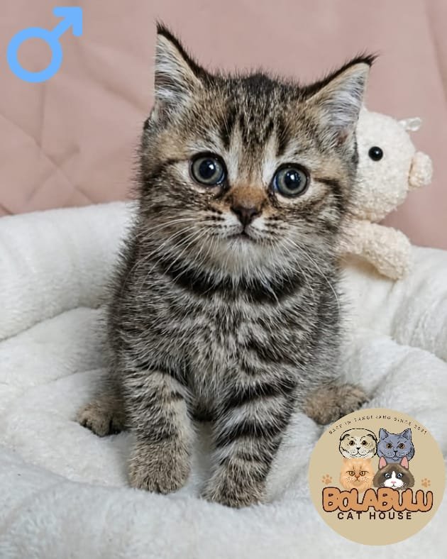 Leo kucing ras lucu Bola Bulu Cat House