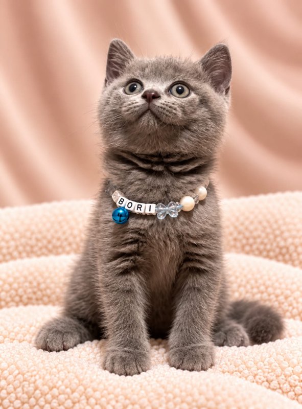 Bori kucing ras lucu Bola Bulu Cat House