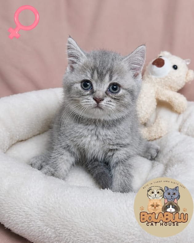 Aurora kucing ras lucu Bola Bulu Cat House