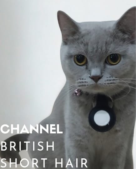 Gracie British Shorthair (BSH) Tangerang