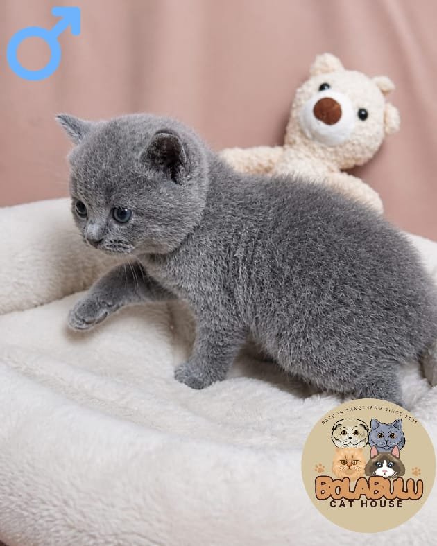 Greyson kucing ras lucu Bola Bulu Cat House