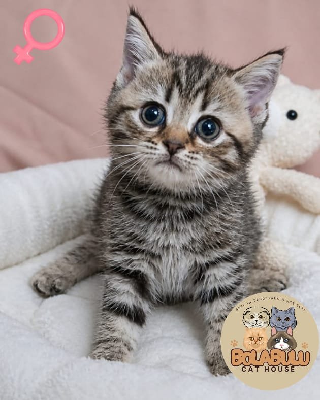Honey kucing ras lucu Bola Bulu Cat House
