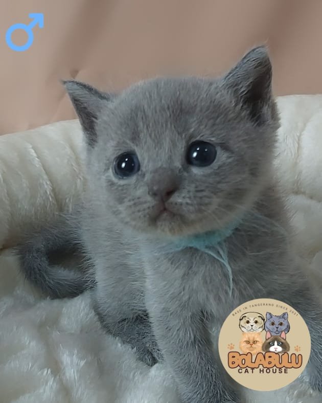 Azure kucing ras lucu Bola Bulu Cat House