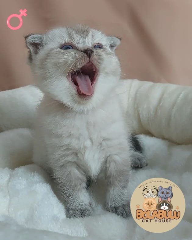 Sora kucing ras lucu Bola Bulu Cat House