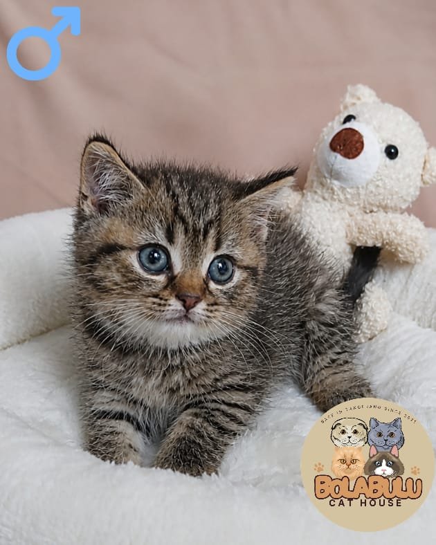 Choco kucing ras lucu Bola Bulu Cat House