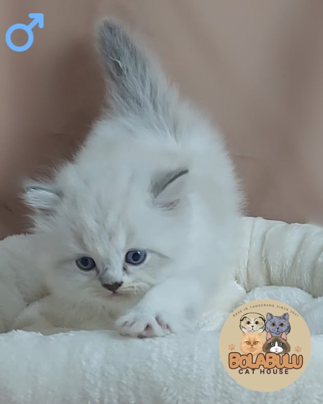 Noèl kucing ras lucu Bola Bulu Cat House