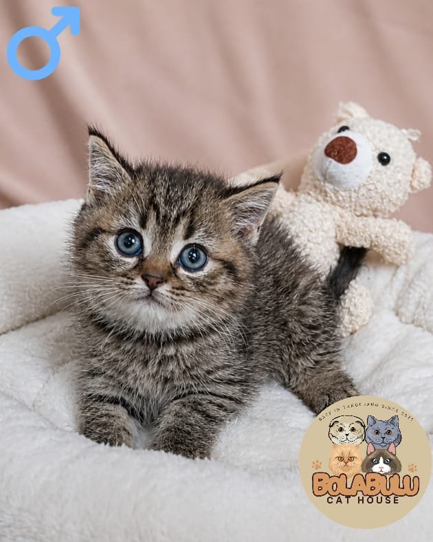 Choco kucing ras lucu Bola Bulu Cat House