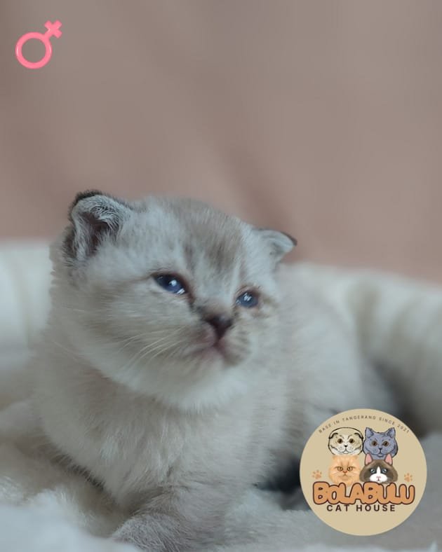 Sora kucing ras lucu Bola Bulu Cat House