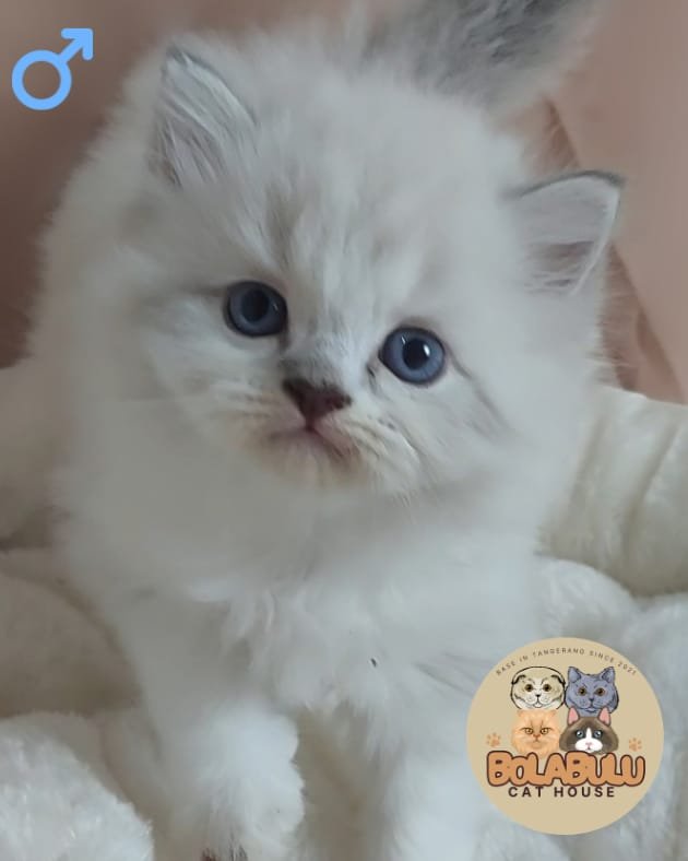 Noèl kucing ras lucu Bola Bulu Cat House