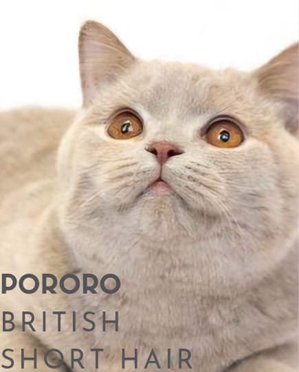 Azure British Shorthair (BSH) Tangerang