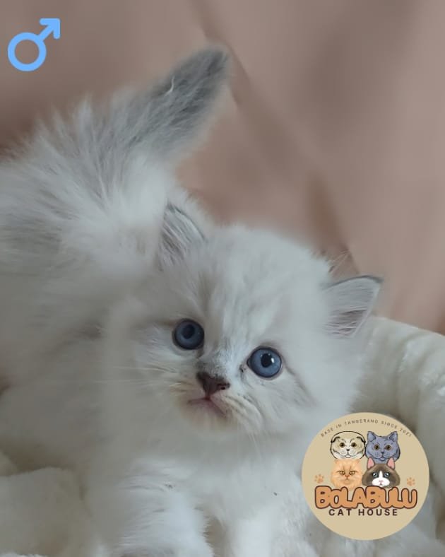 Noèl kucing ras lucu Bola Bulu Cat House