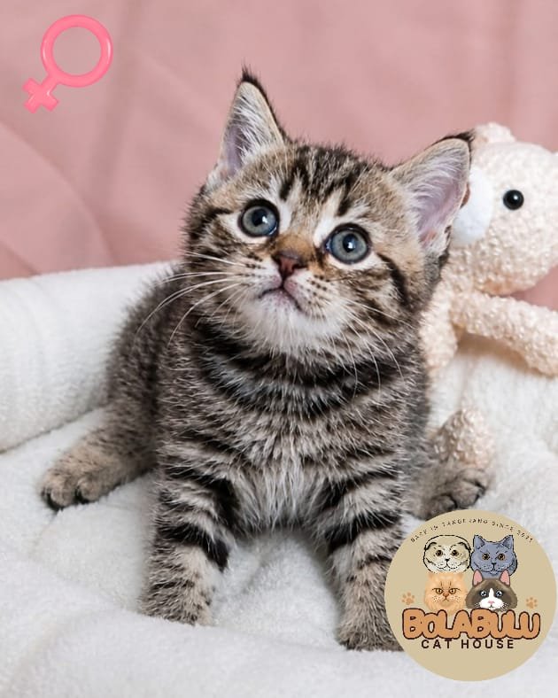 Honey kucing ras lucu Bola Bulu Cat House