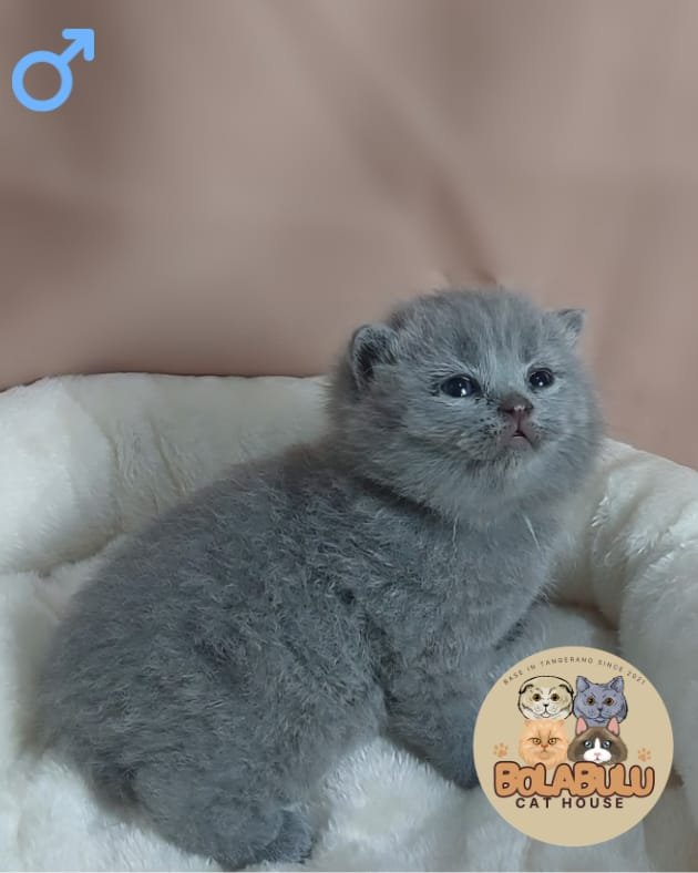 Blu kucing ras lucu Bola Bulu Cat House