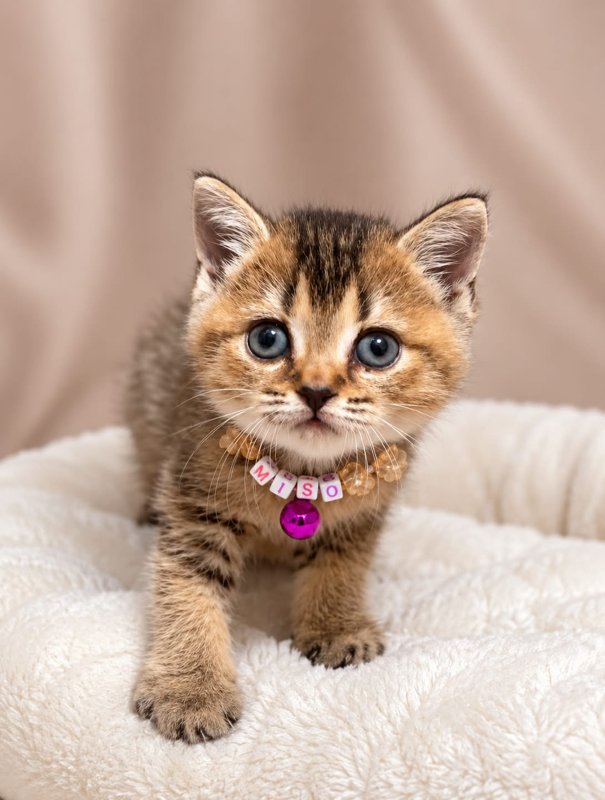 Miso kucing ras lucu Bola Bulu Cat House