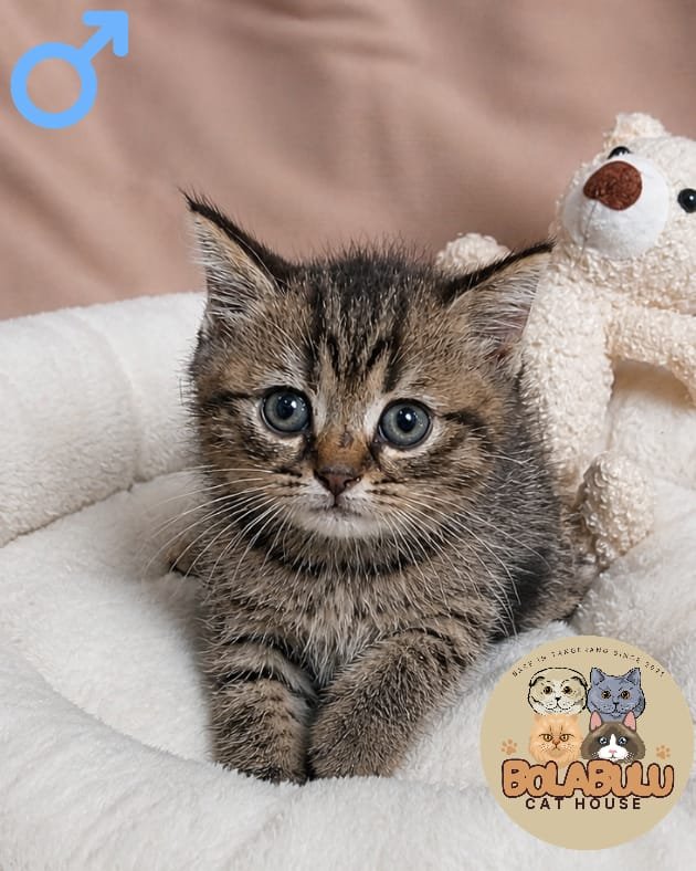 Toffee kucing ras lucu Bola Bulu Cat House
