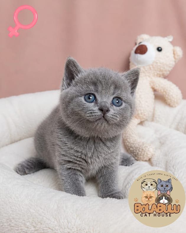 Elle kucing ras lucu Bola Bulu Cat House