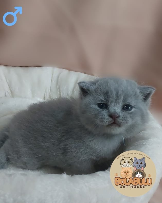 Lùi kucing ras lucu Bola Bulu Cat House