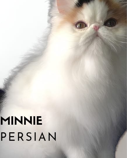 Minnie kucing ras lucu Bola Bulu Cat House