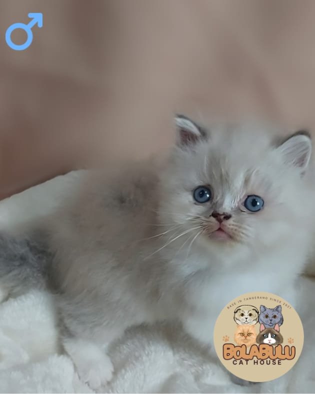 Elìo kucing ras lucu Bola Bulu Cat House