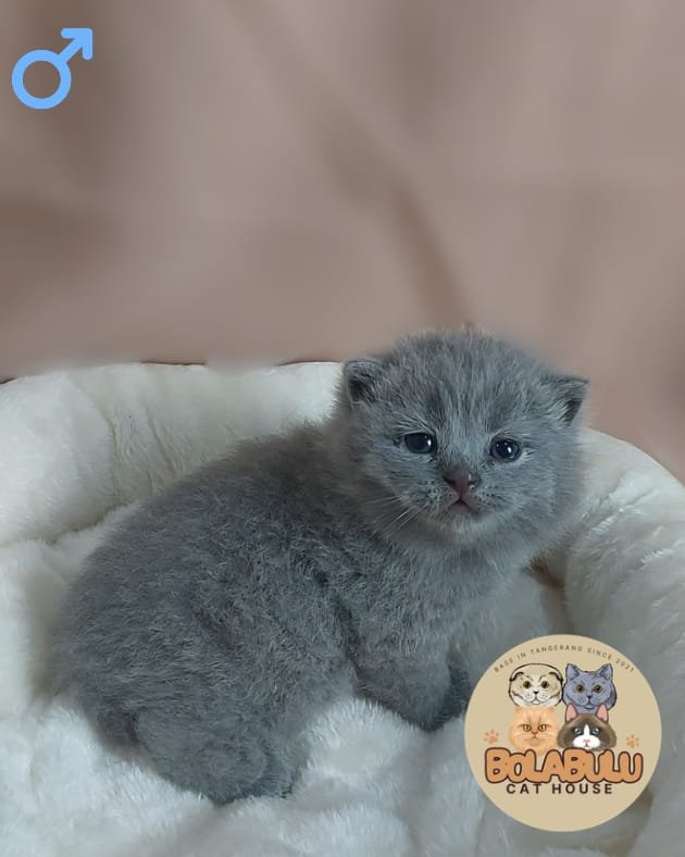 Blu kucing ras lucu Bola Bulu Cat House